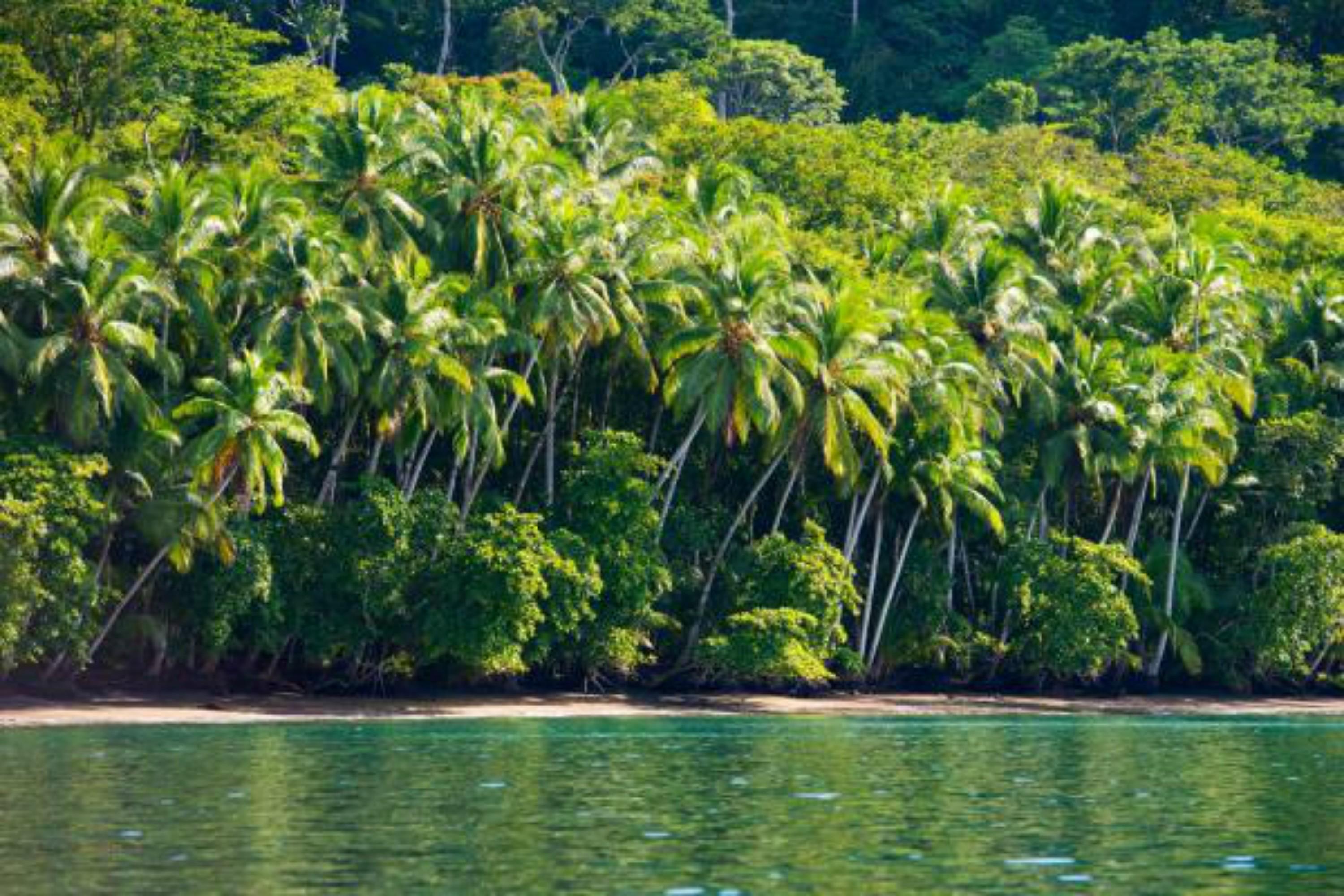 Playa Nicuesa Rainforest Eco Sanctuary غولفيتو المظهر الخارجي الصورة
